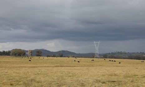 High tension powerlines above a paddock grazed by cows