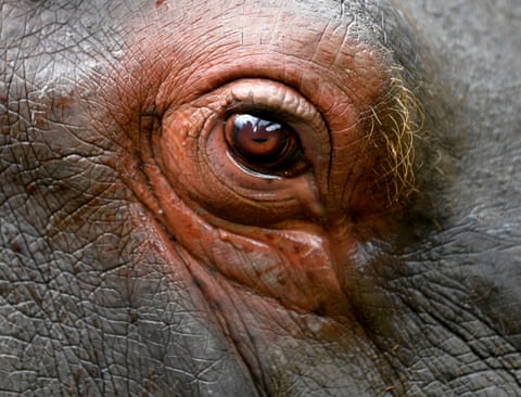 The eye of a hippopotamus is seen at Bioparque Wakata in Jaime Duque park, in Briceno municipality near Bogota, Colombia