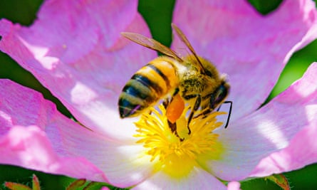 a honey bee on a dog rose flower
