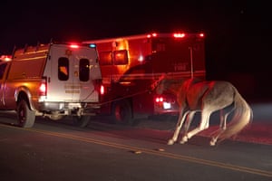 A horse is pulled behind a fire wagon as it is evacuated from wildfires.