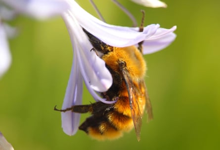 The Bombus dahlbomii can be recognised by its golden fur.