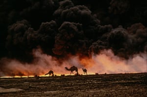 Camels search for untainted shrubs and water in the burning oil fields of southern Kuwait, 1 March, 1991. Black smoke is billowing from the flames.