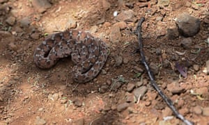 A carpet viper rests on the ground in Kenya’s Baringo county, where venomous snake attacks are frequent