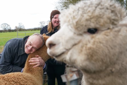 Ed Davey cuddles an Alpaca at a farm near York.