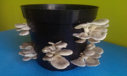 Oyster mushroom kit from Gourmet Mushrooms.