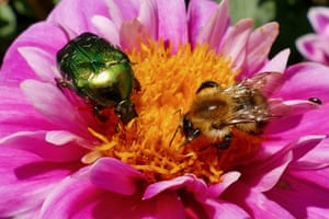 A beetle with. greenish iridescent body on a pink flower with a bee