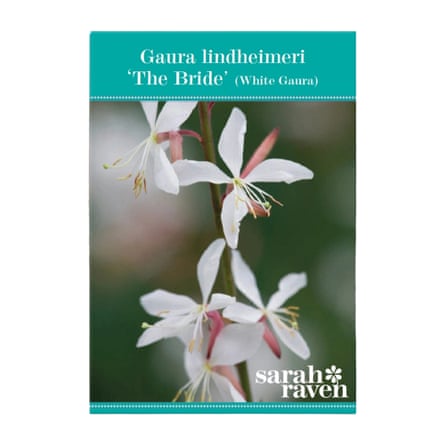 Sarah Raven Gaura lindheimeri ‘The Bride’