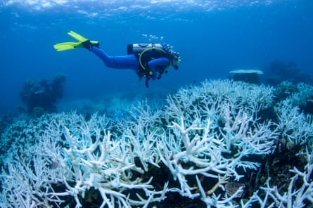 A diver swims over bleached coral at the Great Barrier Reef