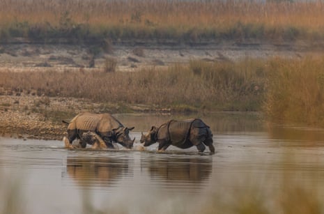 Two rhinos face each other in a waterhole