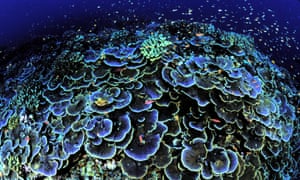 Coral off Jarvis Island