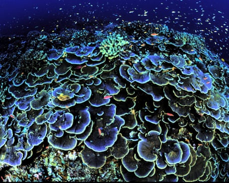 Ping-pong sponges, ‘black smokers’ and floating somethings: the secrets of the deep sea
