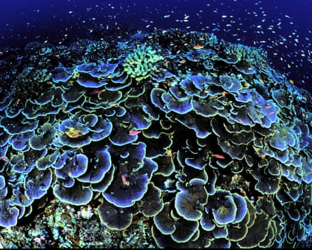 Vivid blue and green image of flower-like coral