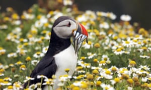 A puffin with sandeels.