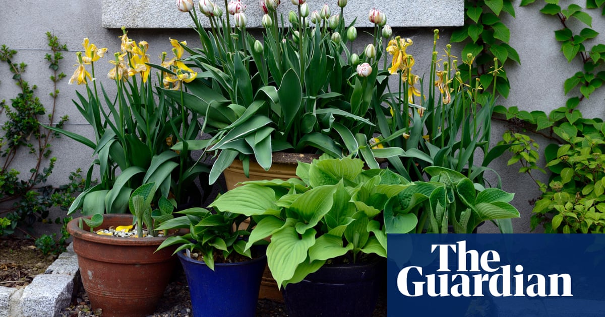 Have your plants flopped? Here's how to rescue them | Alys Fowler | Life and style | The Guardian