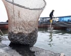 Grinding up fish to feed to fish is ‘absurd’: fears over UN fish farm plan