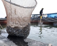 A large net of dead fish with a pool of water in the background.
