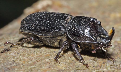 A male rhinoceros beetle.