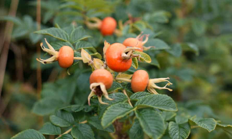 Rosehips by the path near Llanwrtyd.