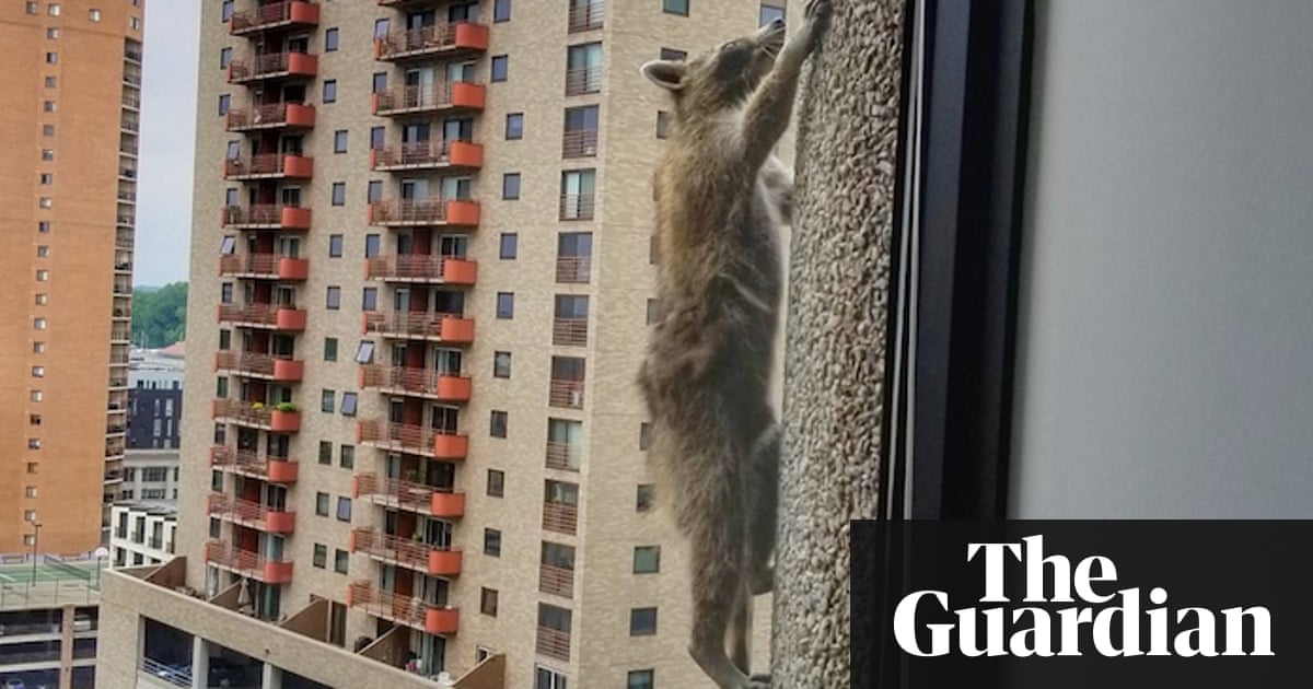 Internet on edge as daredevil raccoon scales Minnesota skyscraper