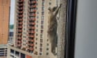 Internet on edge as daredevil raccoon scales Minnesota skyscraper