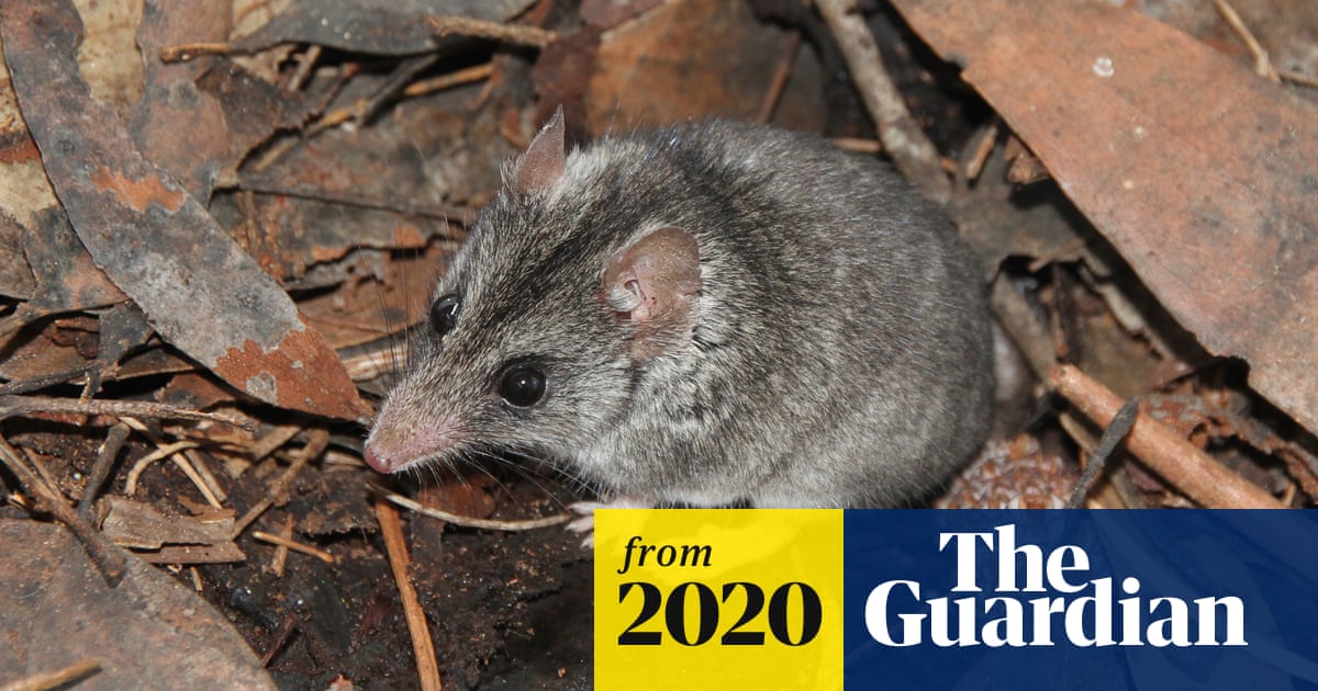 Hopes of saving Kangaroo Island dunnart raised after endangered ...