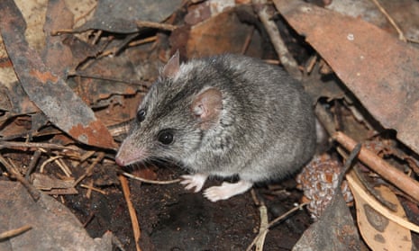 a small brown furred mouse like marsupial