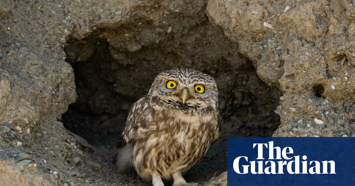 Week in wildlife: Neil the seal, a pink grasshopper and condors in love