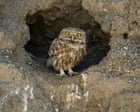 Week in wildlife: Neil the seal, a pink grasshopper and condors in love