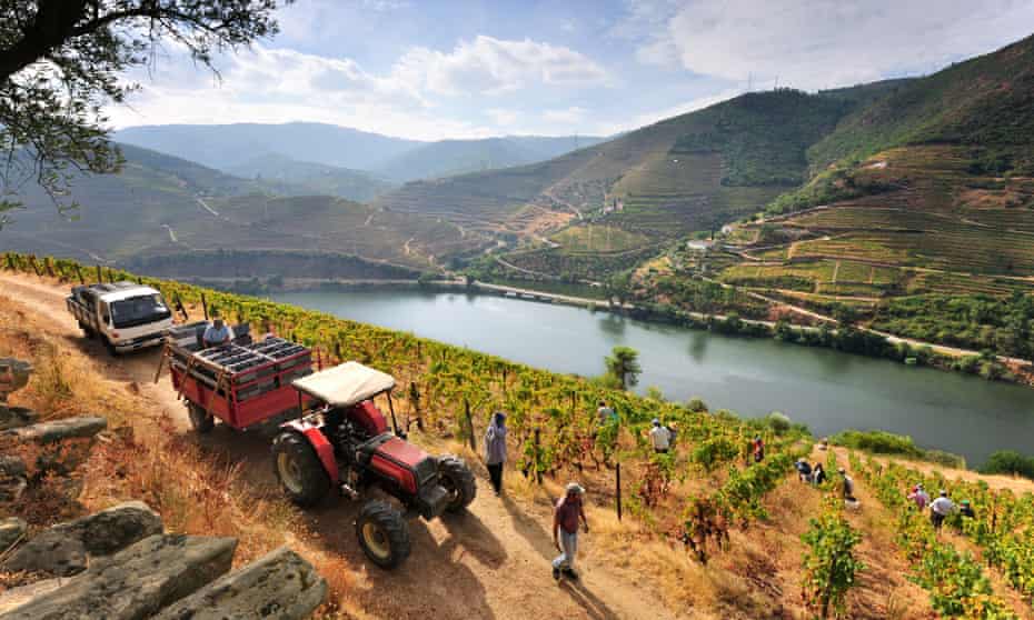 Harvest at an Alto Douro vineyard, Portugal.