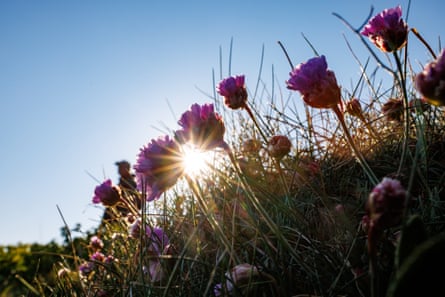 Close-up image of Thrift (Armeria maritima), also known as the sea pink for its colourful flowers in May.