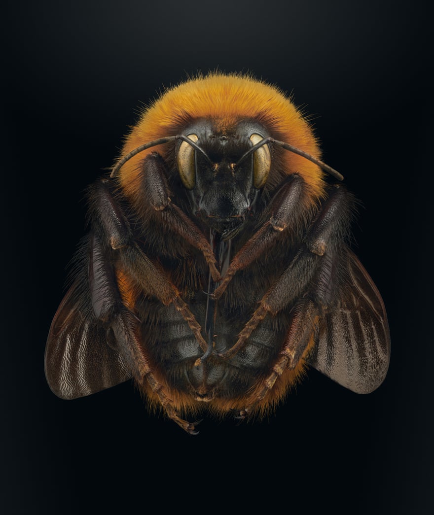 Giant Patagonian bumblebee (Bombus dahlbomii)
