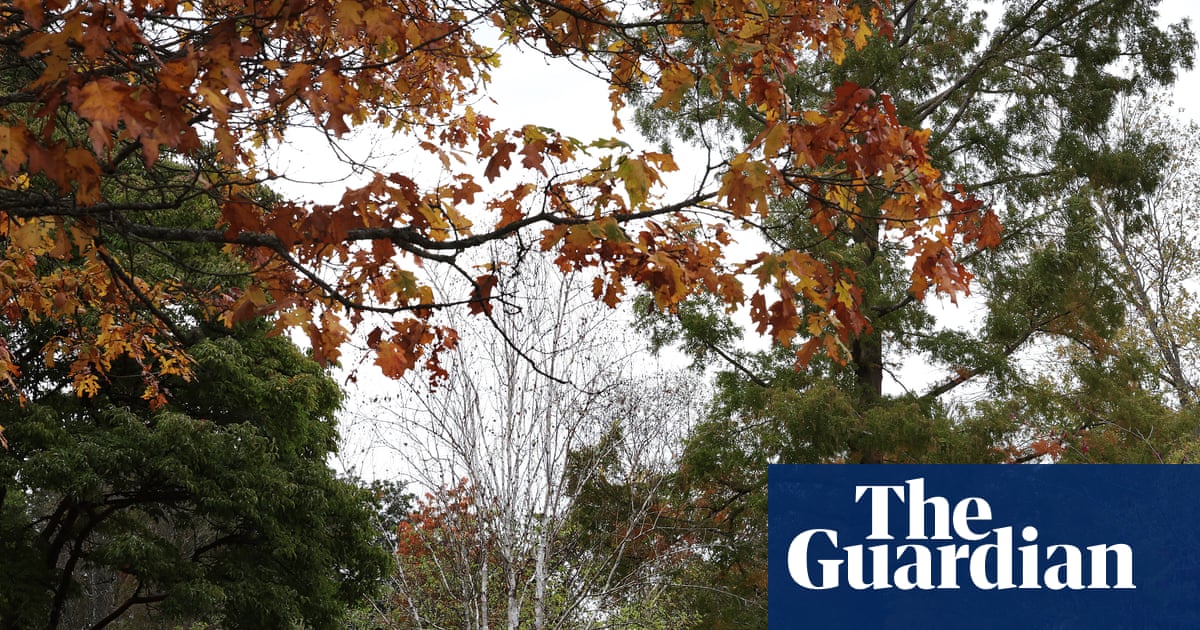 'False autumn': stressed trees drop leaves early after scorching English summer
