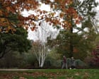 ‘False autumn’: stressed trees drop leaves early after scorching English summer