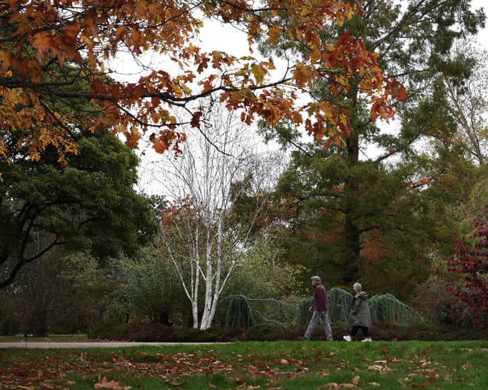 ‘False autumn’: stressed trees drop leaves early after scorching English summer