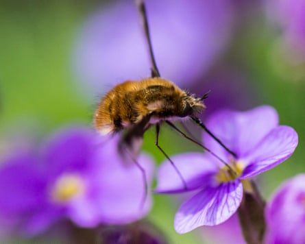 A bee fly on a purple flower