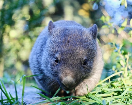 Wombat burrows are often filled in during farming or construction work, dooming the wombats inside to a slow and horrific death.