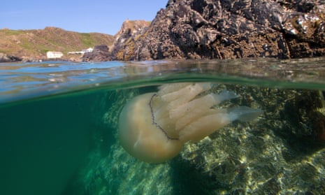 Barrel Jellyfish at Kynance Cove in Cornwall, UK.