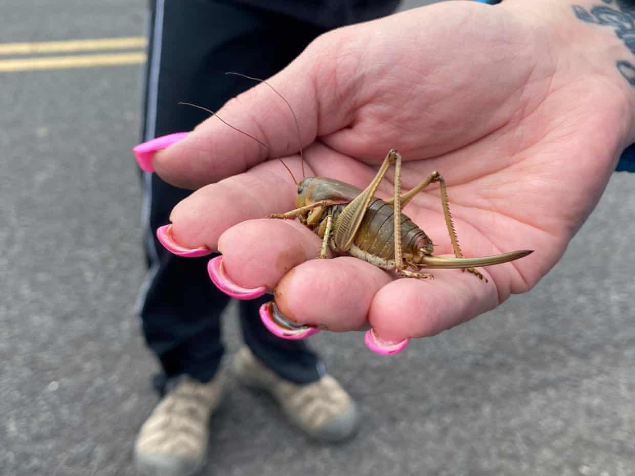 Bug swarm: Nevada crawling with thick carpet of Mormon crickets (theguardian.com)