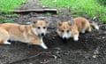 Four-month-old corgis Maxi (right) and Bungo Bear