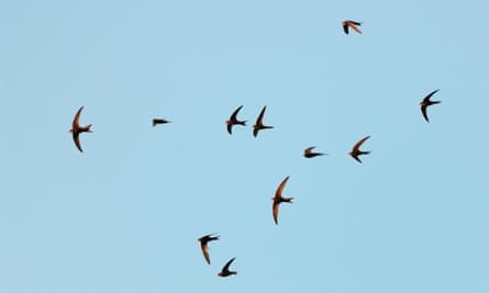 Common swifts fly at dusk in Wiltshire
