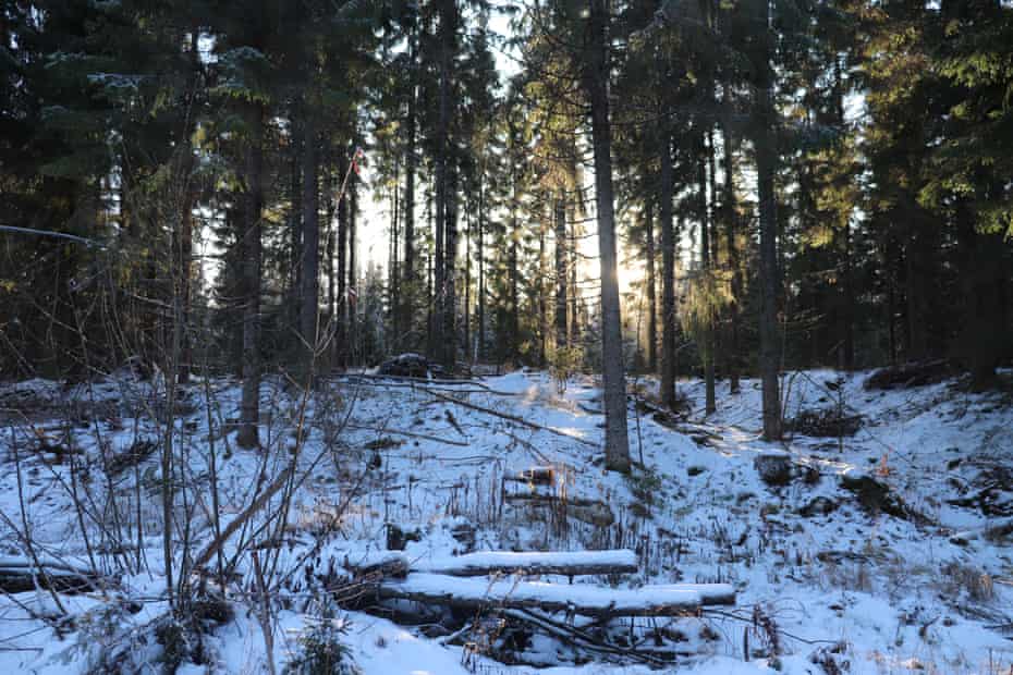 La foresta finlandese ricoperta di neve