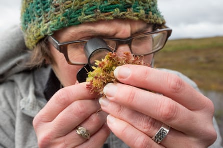 Scientist Roxane Andersen inspects a small clump of sphagnum moss on her study site in the Forsinard Flows reserve