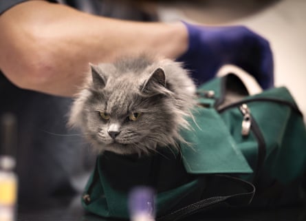 A dissatisfied cat undergoing treatment at the vet clinic, placed in a fixator bag for examination.