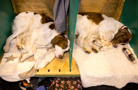 As the day wears on, dogs and humans in the Red &amp; White setter area are exhausted or bored