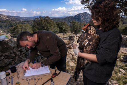 A woman holds a golden eagle while a man writes notes on a hillside in Spain.