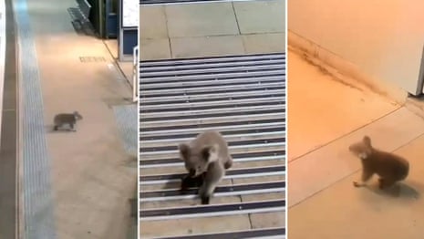 Casula koala takes a tour of Sydney train station – video