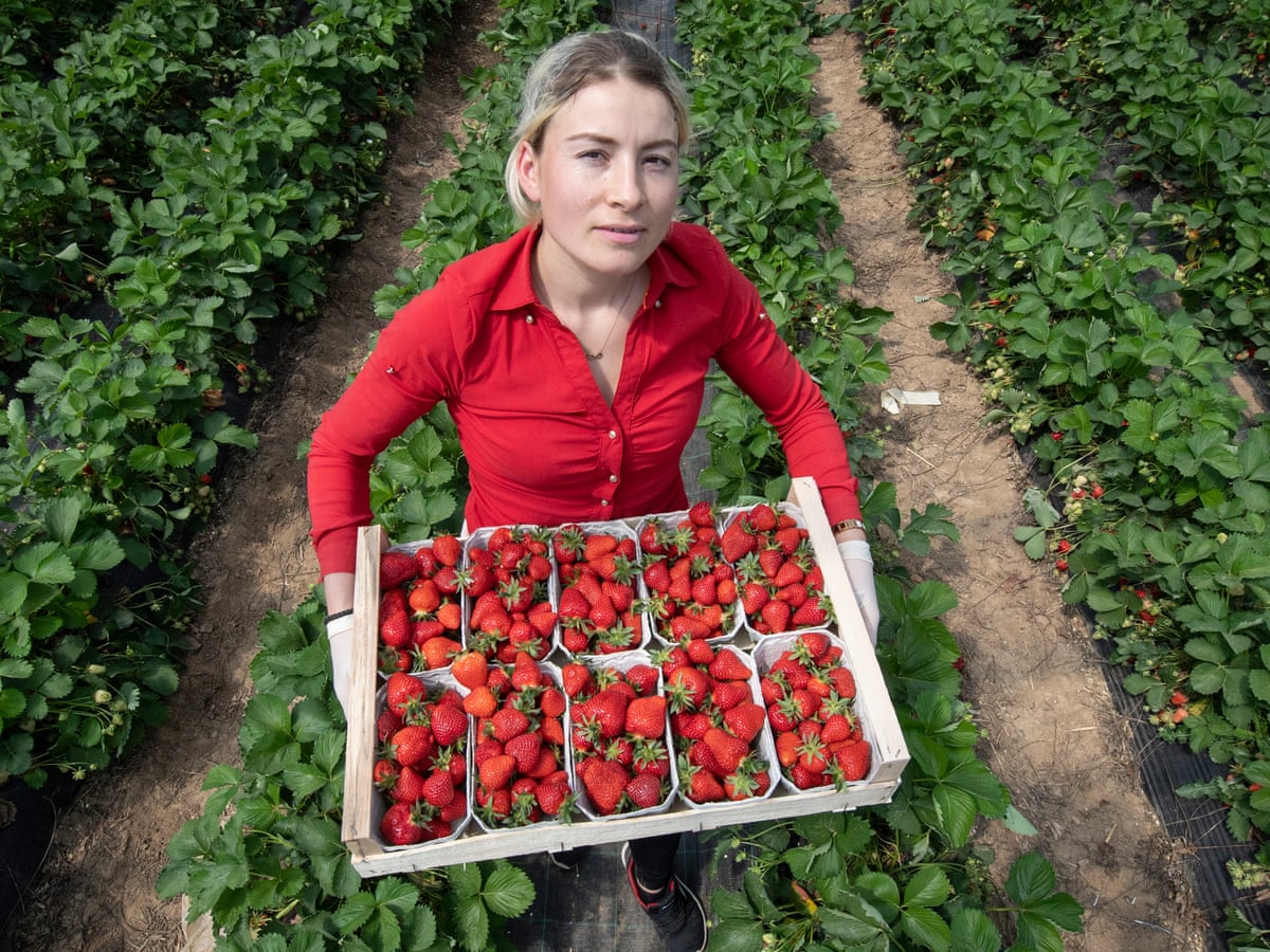 Bumper British Strawberry Crop May Rot As Eu Pickers Stay Away