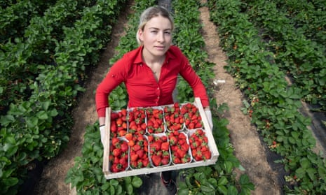 A Romanian worker collecting strawberries in Wallau, central Germany. 