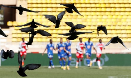 A flock of pigeons take in the Monaco v Strasbourg game.