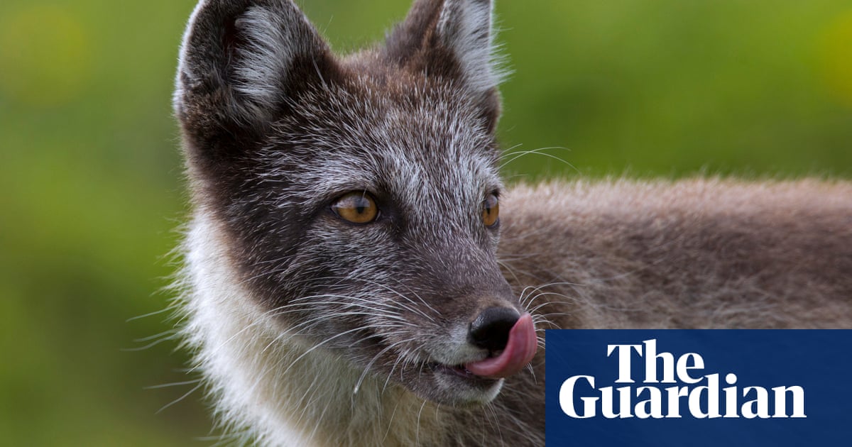 Fantastic arctic fox: animal walks 3,500km from Norway to Canada | World news | The Guardian